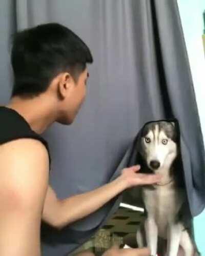 Husky isn't impressed