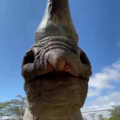 Black rhinos eat more than 200 kinds of vegetation. They especially like hard thorny plants.