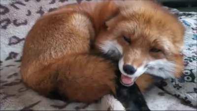 Lisa is the best donut!