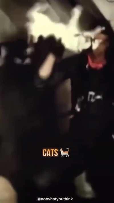 How different animals react to zero gravity