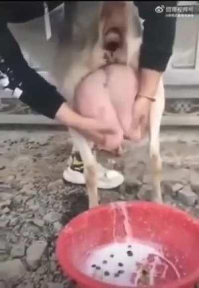 The Origin Story of Bubble Tea...