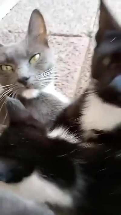 Michi se hizo el vivo tomando la teta.