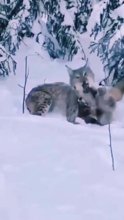 A bobcat that caught a fox but the fox is not going down without a fight