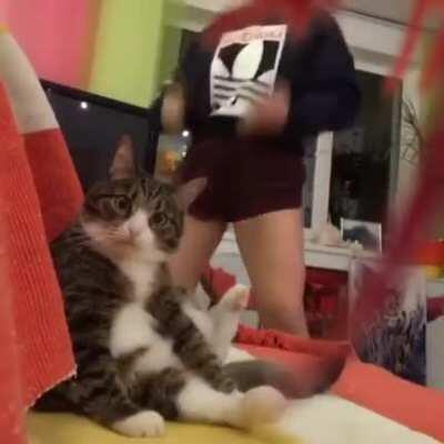 Cat dying inside because of Tik Tok dance. Credit: @mmmotyaaaa