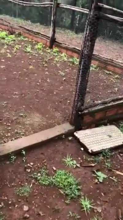 Sopa de pato😋😋😋