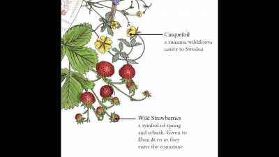 Midsommar Botanical Art Print Tour - explaining the details and symbology within my Midsommar illustration.