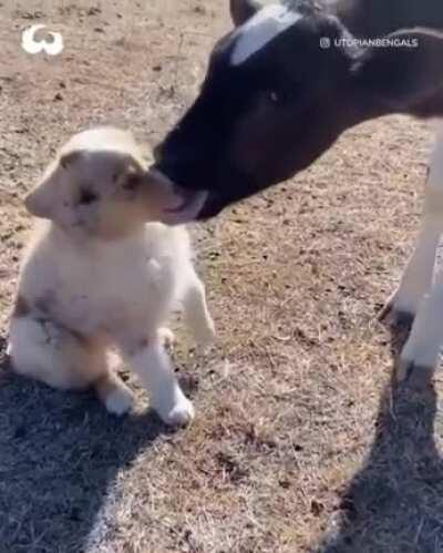 Knocked over by the cows affection.