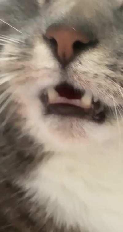 A boy of many teefies