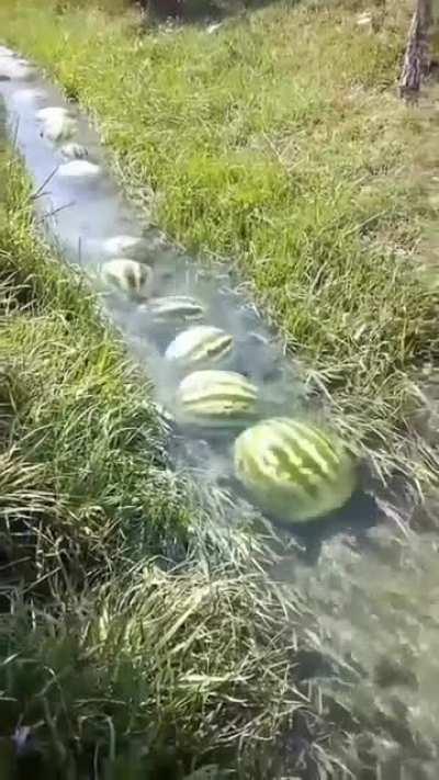 The Great Watermelon Migration