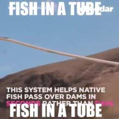 fish in da tube