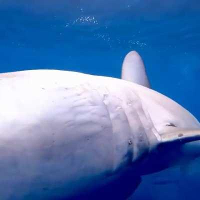 This is a Mako Shark with its jaws ripped out as a result of shark fishin