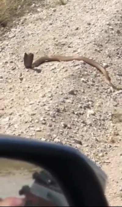 Dude makes a misnake by shooting at a cobra