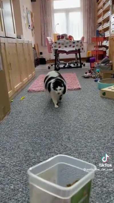 The legendary Keith, the cat cow