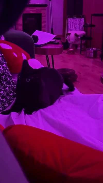 the tail predator attacks again