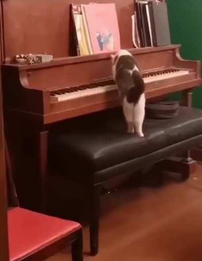 cat woke up and choose to play interstellar theme