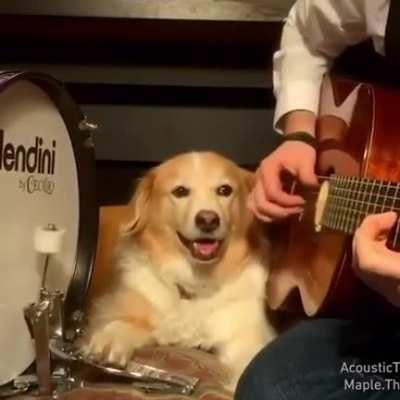 Pawfessional drummer 👏💖