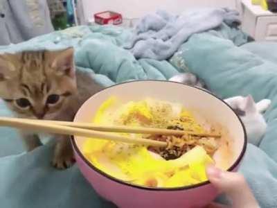 Angy kitten after failed attempt to steal the food