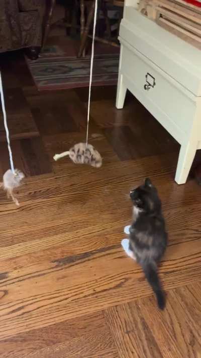 Swatting practice for polydactyl Polly