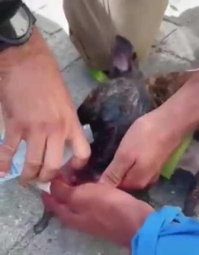 Policial quebra vidro de carro para resgatar cadela que agonizava em Balneário Camboriú. Tutor da cadela foi preso por maus tratos mas já está em liberdade