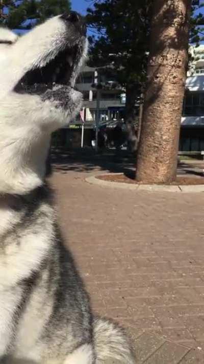 Just malamute things