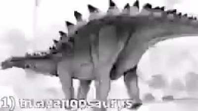Dinosus rule