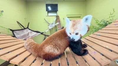 A video of Willow today at Zoo Knoxville close to her window and being cute