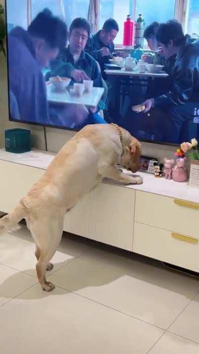 Dog: Why can't I get the cookie in his hand?