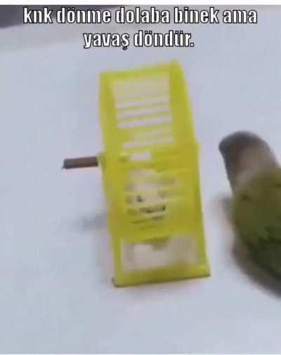 Agalarinla parktaki dönme dolaba binince gelen pişmanlık hissi.