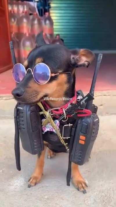 Perro promedio en el norte de México: