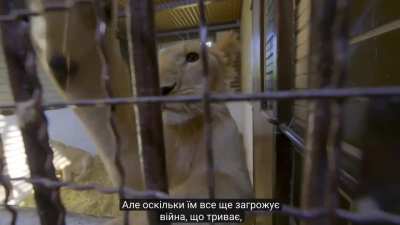 UA POV: MrBeast's team flew to Ukraine to rescue lions affected by the war and relocate them to South Africa.