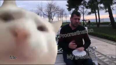 Invest in Cat Vibing To Ievan Polkka