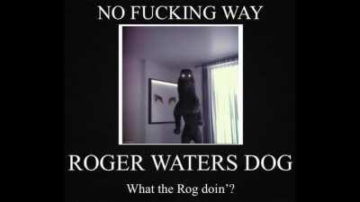 What the Seamus (that's the dog) doin'?