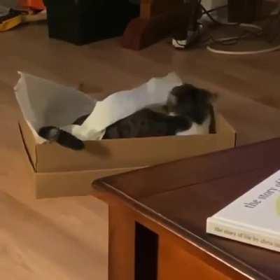 I think this cat might be seeing ghosts or something