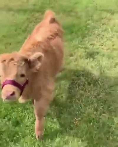Not Only Happy Woofs, But Also Happy Cow...
