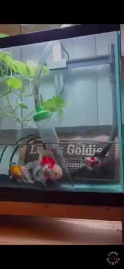 Mr. French Fry gets attacked by the hose