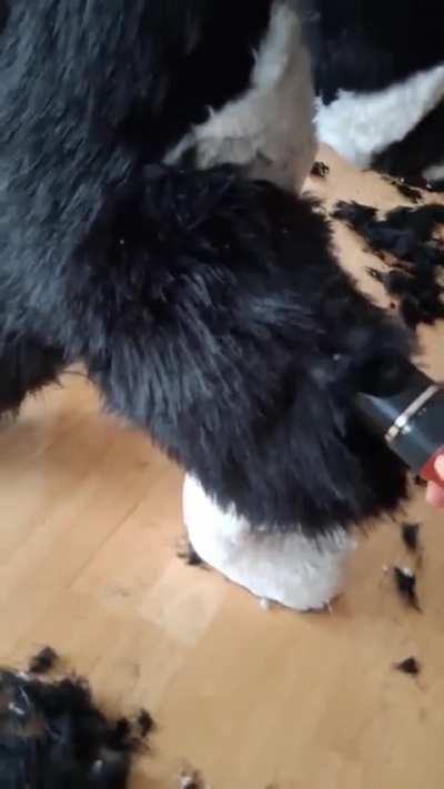 I built my own Palico!