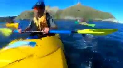 Seal slaps kayaker with octopus