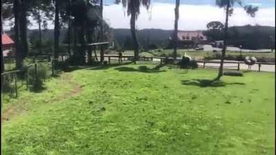 HMB while I get drunk and jump in the ostrich exhibit