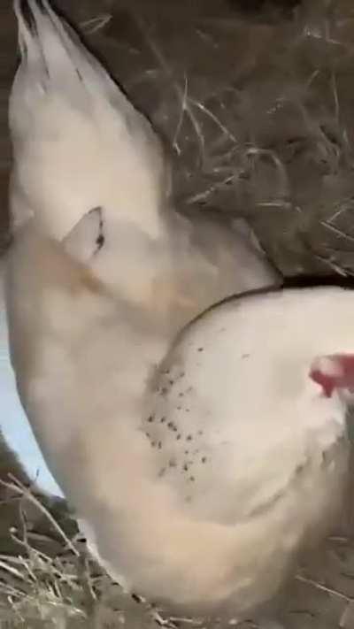 Umm, can I have my babies back?