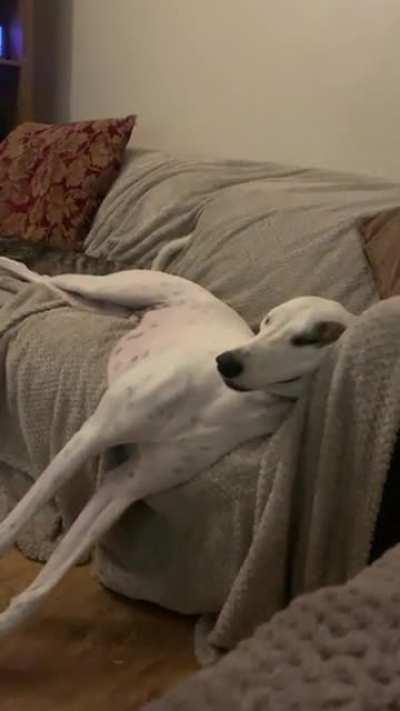 I knew my dog was heavy sleeper but this caught me completely off guard!