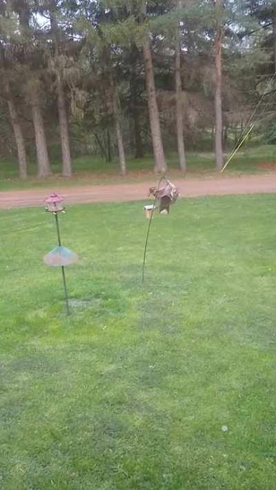 Racoon was a stripper in another life