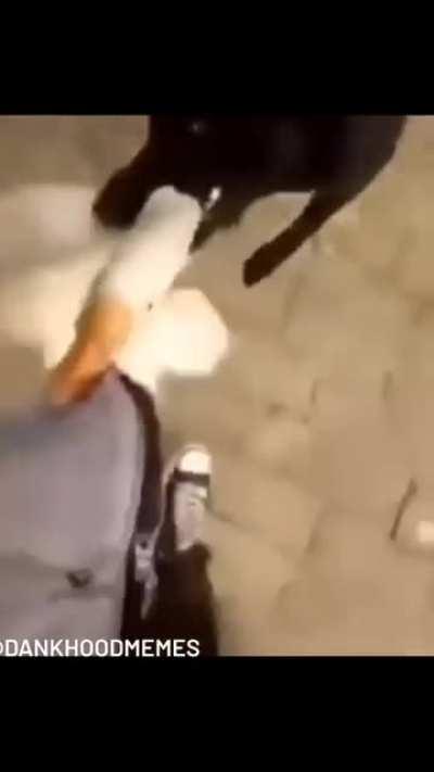 Peace was never an option