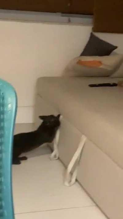 Cats are majestic and dexterous creatures. Also my cat: