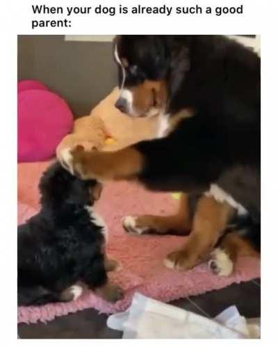 Such a lovely doggo.