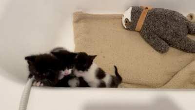 Another day, another prison break attempt~