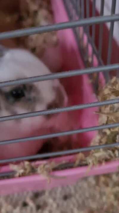 So my doe rabbit has started nesting, she lives with another girl rabbit (I hope) and I know that there is such thing as a phantom pregnancy and I hope that's what it is, if anyone has any info please comment. 🤍🤍