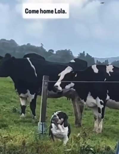 Don't tell me what I'm not. Moo.