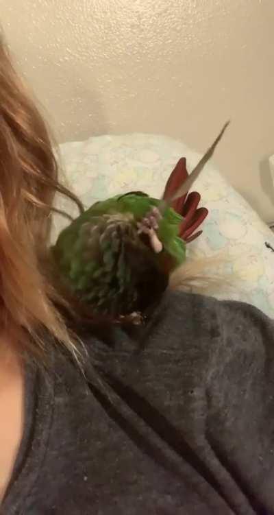 My friend's bird using a tool to scratch herself