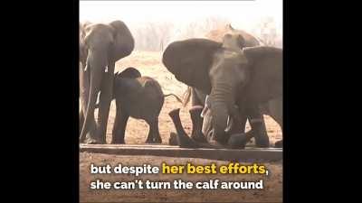 Matriarch of another herd rescues helpless elephant calf flipped over in a water hole