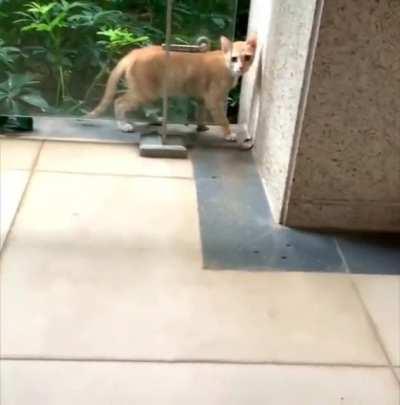 Creepy stare, now we a pair.